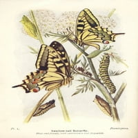 Пеперудите на британските острови Swallowtail Poster Poster Protter от неизвестно